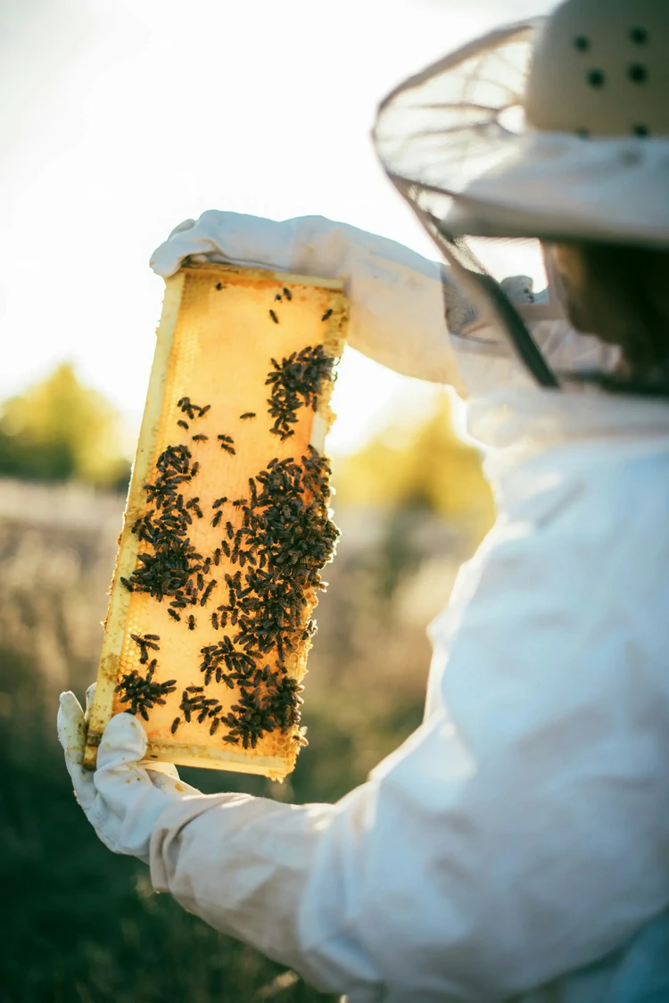 Photo d'une ruche d'abeilles se faisant récoler son miel par un Apiculteur