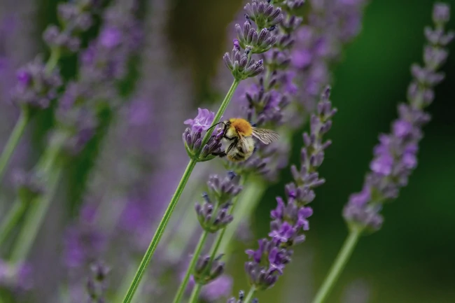 Image rapprochée d'une abeille butinant une plante de lavande